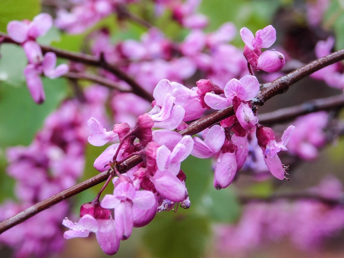 (Erin Alberty | The Salt Lake Tribune) Redbud trees bloom April 3 along the Red Reef Trail in Red Cliffs Desert Reserve north of Harrisburg.