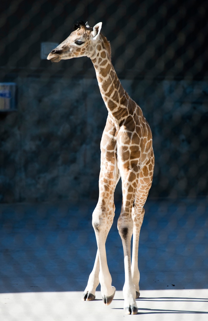 (Rick Egan | The Salt Lake Tribune) Georgetta the giraffe, born Monday, Sept. 17, at Hogle Zoo makes her first public apearence, Friday, Sept. 21, 2018.