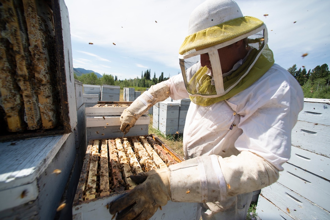 (Rick Egan  |  The Salt Lake Tribune)     Bee Keeper Darren Cox, inspects his hives in Logan Canyon, in the Cache National Forest where he stores hundreds of hives in the summer, on Tuesday, Aug. 11, 2020.