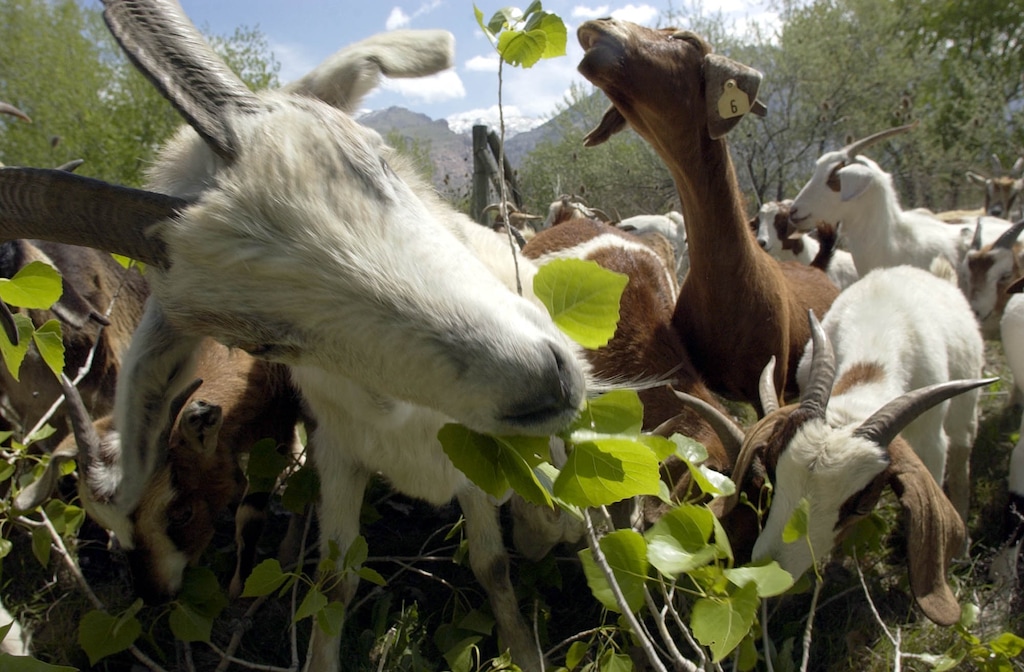 (Leah Hogsten  |  Tribune file photo)  For the third year, Washington Elementary School turned its landscaping duties over to goats similar to this one, which eats weeds at Willard State Park in 2003.