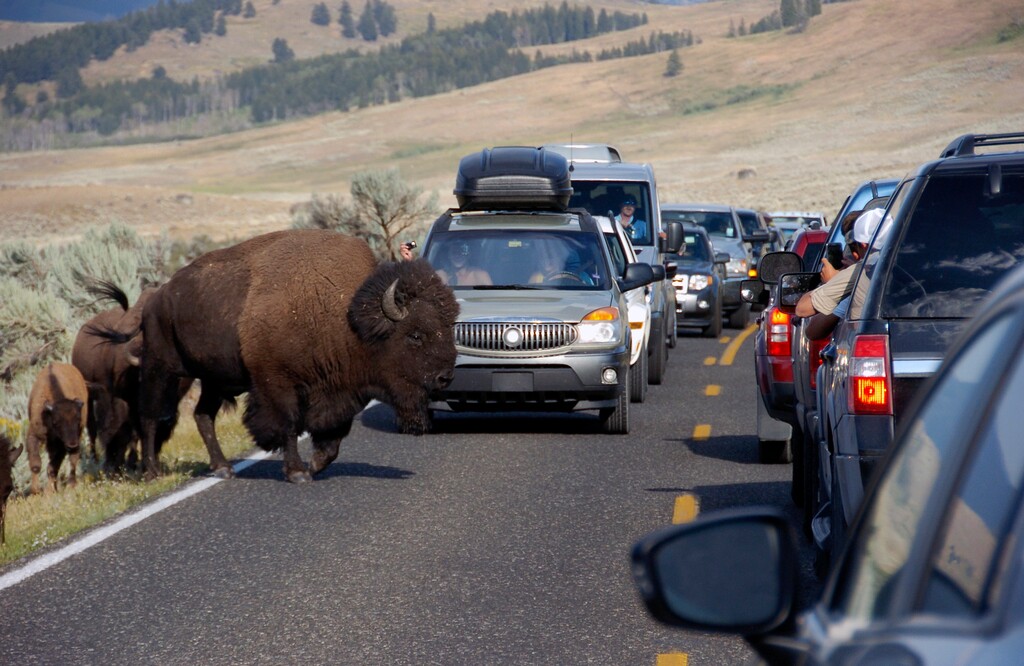 FILE - In this Aug. 3, 2016, file photo, a large bison blocks traffic as tourists take photos of the animals in the Lamar Valley of Yellowstone National Park in Wyo. The National Park Service is floating a proposal to increase entrance fees at 17 of its most popular sites next year. (AP Photo/Matthew Brown, File)