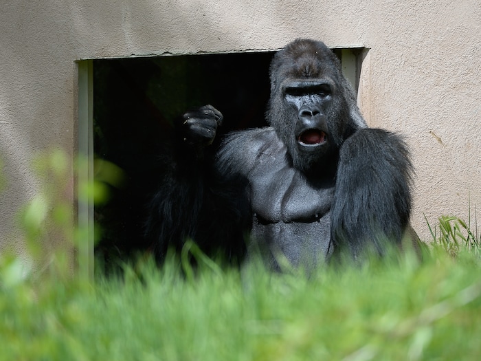 (Francisco Kjolseth  |  The Salt Lake Tribune)  A report came out on Monday, May 6, 2019, that says one million different species are in imminent danger of extinction several of which are represented at Hogle Zoo like the Western Lowland Gorilla.