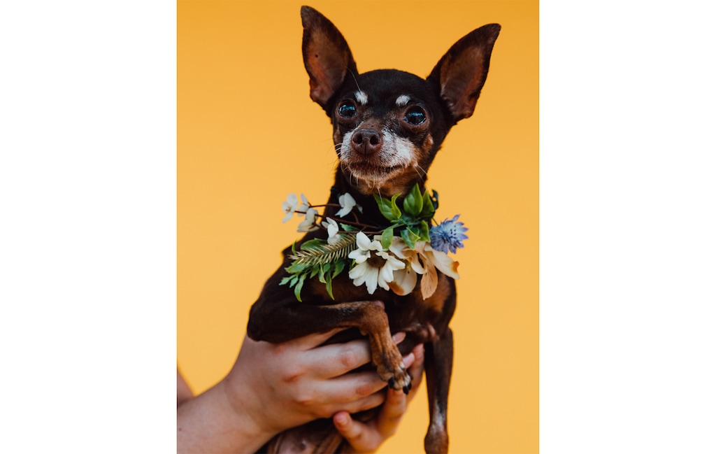 (Amber Dwyer | Pawtraits Utah) A dog with a flower necklace poses for a photo at the Pawtraits Utah fundraiser in the Maven District on July 31.