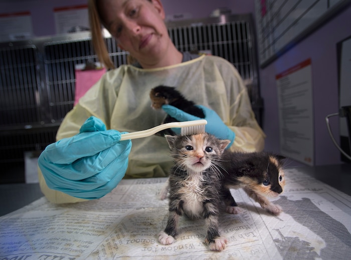 (Scott Sommerdorf | The Salt Lake Tribune)
Bobbi Gordon grooms "Tender Vittles" one of three litter mates getting care at the Best Friends kitten nursery, Sunday, April 8, 2018. They are groomed with a tooth brush to simulate their mother's tongue.