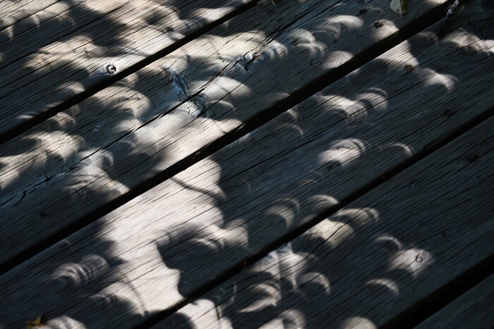(Francisco Kjolseth  |  The Salt Lake Tribune)  Tree foliage highlights reveal the crescent shape of the sun as the moon begins to completely eclipse the sun on Monday, August 21, 2017.
