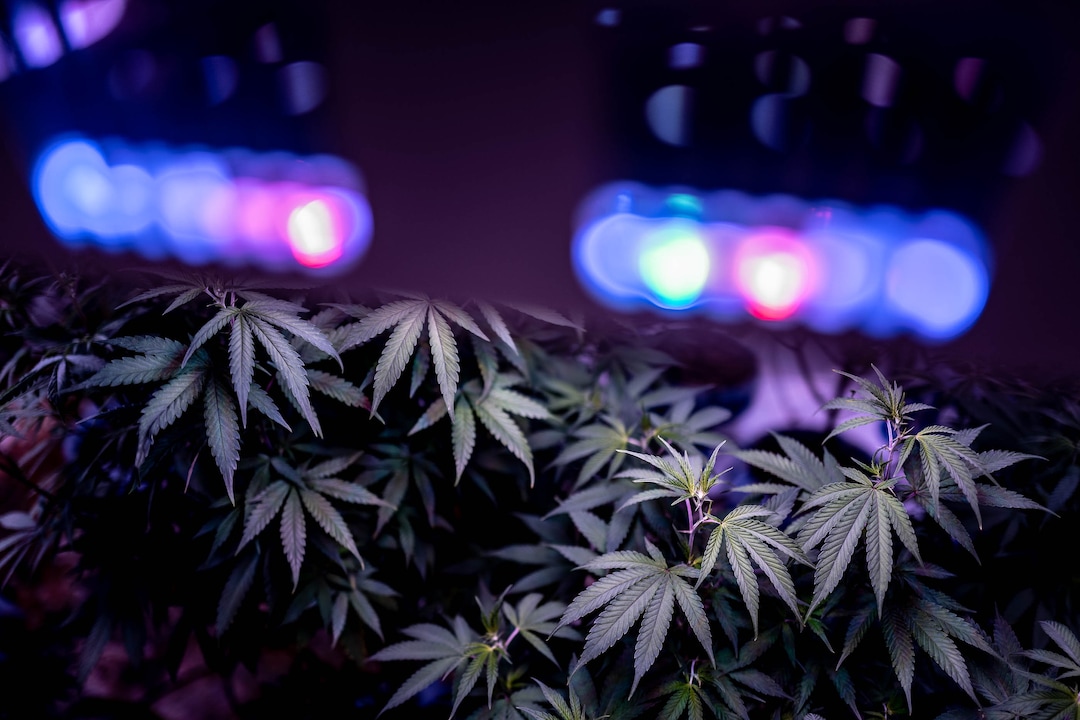 (Trent Nelson  |  The Salt Lake Tribune)  
Hemp plants growing under LED lights at Moon Lake Farms in North Salt Lake on Friday July 12, 2019.