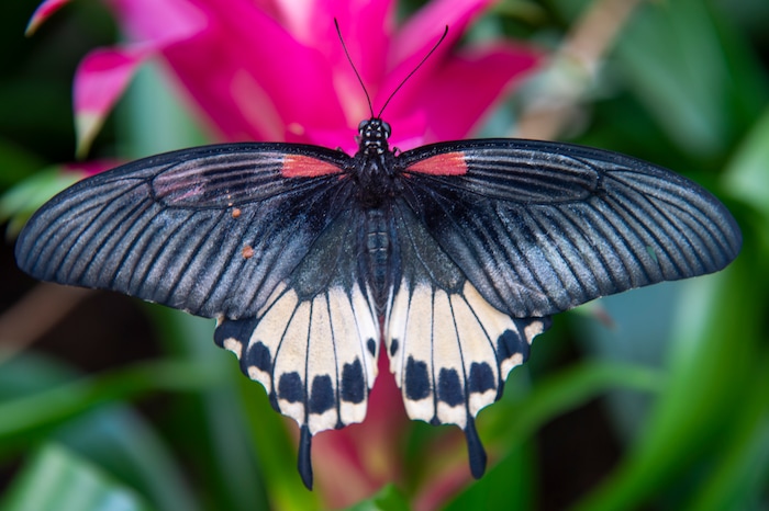 (Rick Egan  |  The Salt Lake Tribune)     
A Butterfly rests on a plant at the Butterfly Biosphere at Thanksgiving Point’s Water Tower Plaza in Lehi. Tuesday, Jan. 22, 2019.  The New Butterfly Biosphere is home to more than a thousand butterflies from around the world. 