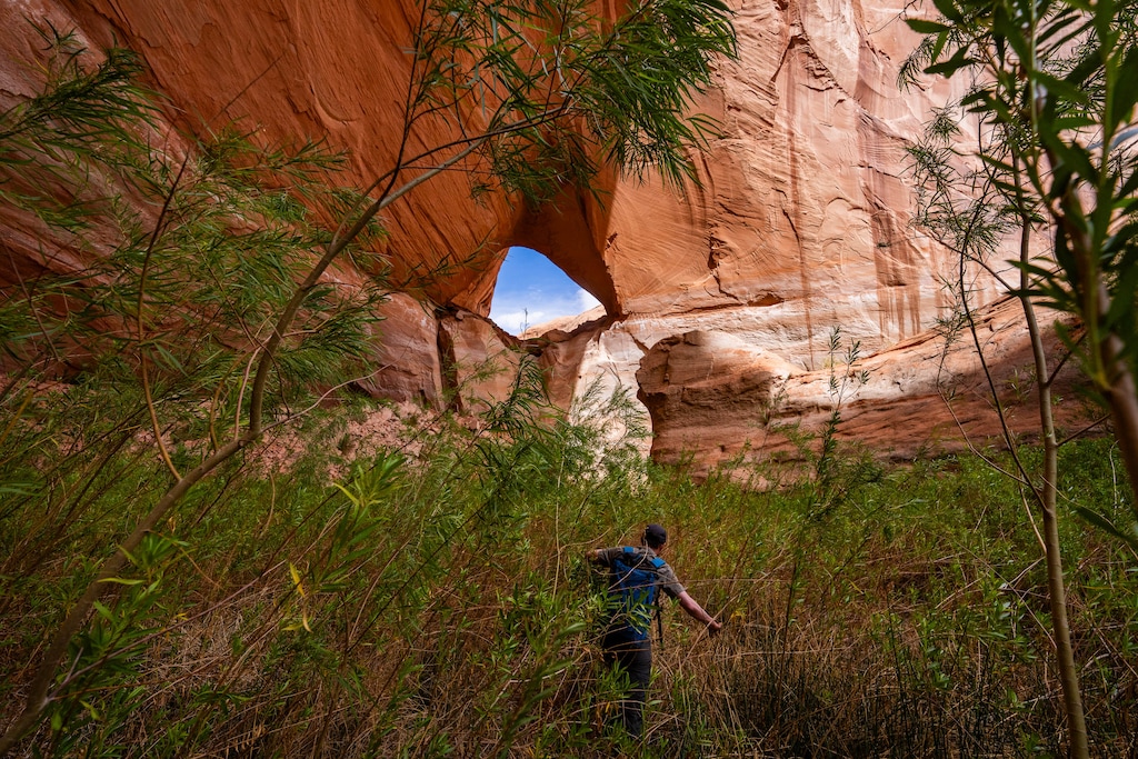 (Francisco Kjolseth | The Salt Lake Tribune) Glen Canyon Institute Executive Director Eric Balken navigates through seep willow taking hold at La Gorce Arch in Davis Gulch  at Lake Powell on Saturday, April 25, 2026. 