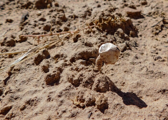Erin Alberty  |  The Salt Lake TribuneA tiny mushroom wilts in the sand Oct. 4, 2015 near Surprise Canyon in Capitol Reef National Park.