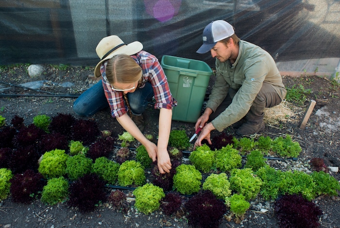 (Rick Egan  |  The Salt Lake Tribune)      Amanda Theobald and Elliot Musgrove, owners of Top Crops cut lettuce at their urban farm in their back yard, in Salt Lake City, Tuesday, June 5, 2018.


