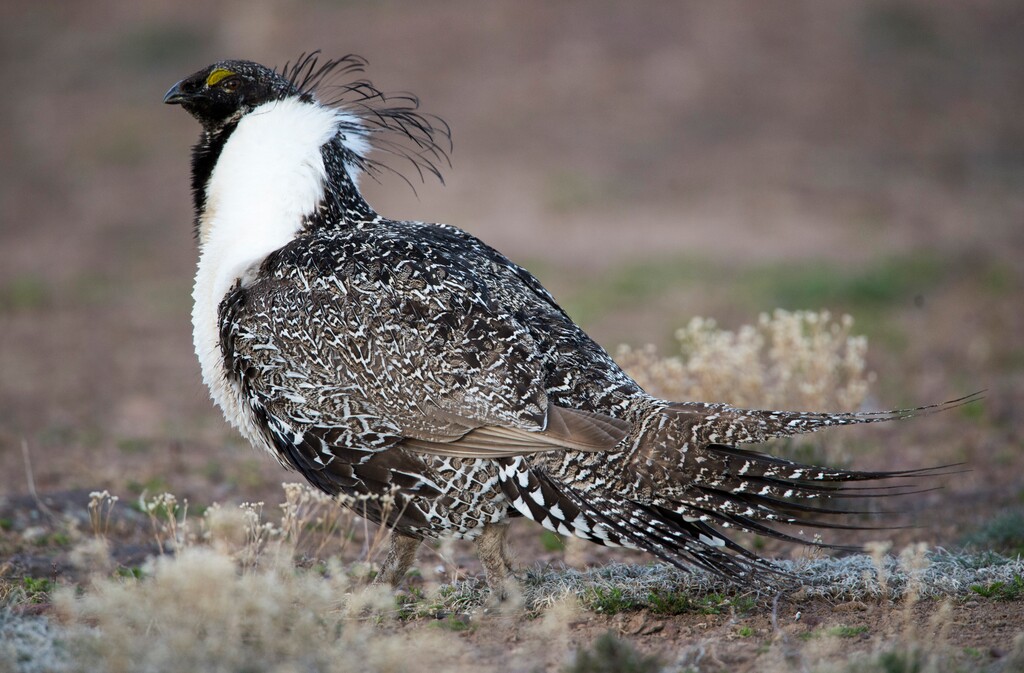 (Rick Egan | Tribune file photo) A sage grouse walks on a lek in the Parker Mountain area, near Loa, Friday, April 22, 2016.