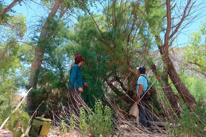 (Felicia Fonseca | The Associated Press) Northern Arizona University researchers Ramey Winton, left, and Matt Johnson search for signs of a tiny leaf-eating beetle along the Verde River in Clarkdale, Ariz., on July 9, 2019. The beetles were brought to the U.S. from Asia to devour invasive tamarisk, or salt cedar, trees.
