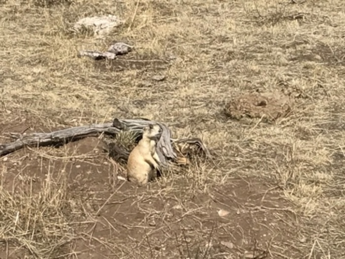 A white-tailed prairie dog poses along the Ruple Point Trail at Dinosaur National Monument on Sept. 9, 2017. Photo by Nate Carlisle/The Salt Lake Tribune
