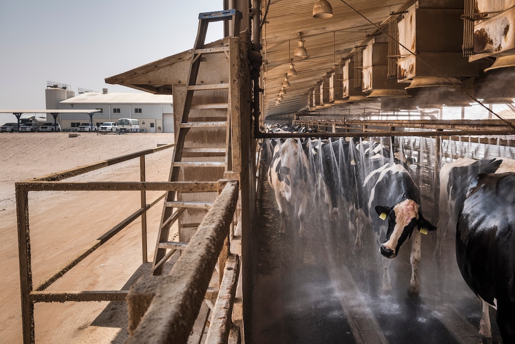(Sergey Ponomarev | The New York Times)

A cooling mist regulates the temperature at the Almarai dairy in Al Kharj, Saudi Arabia, Aug. 29, 2016. The government has dictated that dairies must phase out local feed production because water is so scarce.