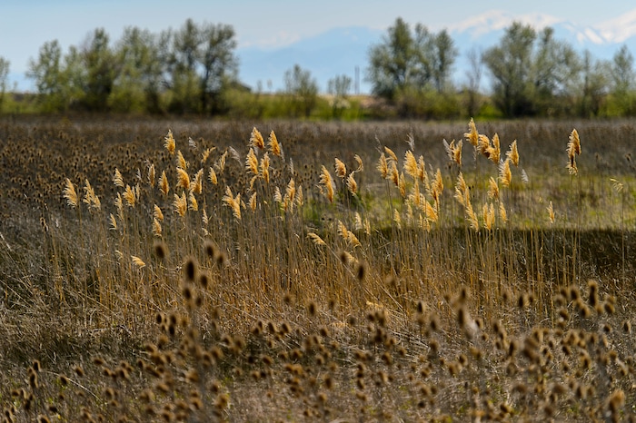 Trent Nelson | The Salt Lake Tribune
Jensen Nature Park in Syracuse, along the proposed route of the West Davis Corridor highway, Thursday May 4, 2017.