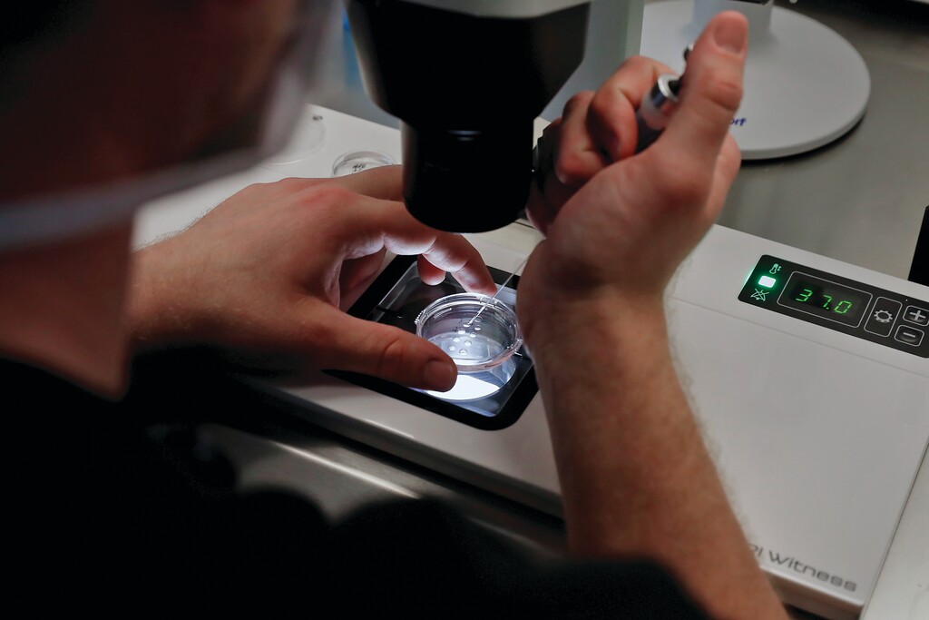 Lab staff prepare small petri dishes, each holding several 1-7 day old embryos, for cells to be extracted from each embryo to test for viability at the Aspire Houston Fertility Institute in vitro fertilization lab Tuesday, Feb. 27, 2024, in Houston. (AP Photo/Michael Wyke)