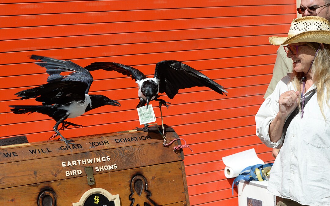 (Francisco Kjolseth  |  The Salt Lake Tribune)  Russel, left, and Sherl, help Monica Hilding with a donation as Earthwings brings their bird show to downtown Salt Lake City. The Salt Lake Arts Council presents the first Busker Fest, featuring entertainers, dancers, musicians, magicians, jugglers, and comedy to celebrate the tradition of street performance and observe the city's vaudeville roots along Regent Street on Friday, Aug. 24, 2018.