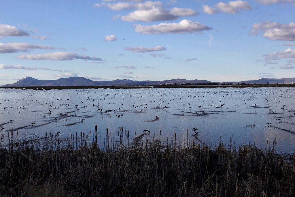 (Gillian Flaccus | AP photo)

In this March 2 photo, birds take off from a marsh in the Tulelake National Wildlife Refuge in the Klamath Basin along the Oregon-California border.