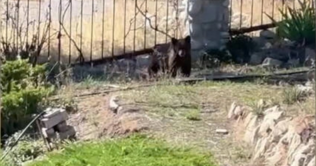(FOX 13) A bear wandering through the Avenues neighborhood in Salt Lake City was safely tranquilized and removed late Wednesday, Sept. 23, 2026.
