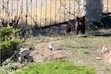 (FOX 13) A bear wandering through the Avenues neighborhood in Salt Lake City was safely tranquilized and removed late Wednesday, Sept. 23, 2026.