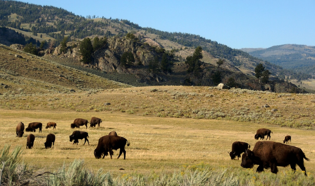 (Matthew Brown | AP) In this Aug. 3, 2016 file photo, a herd of bison grazes in the Lamar Valley of Yellowstone National Park in Wyo.