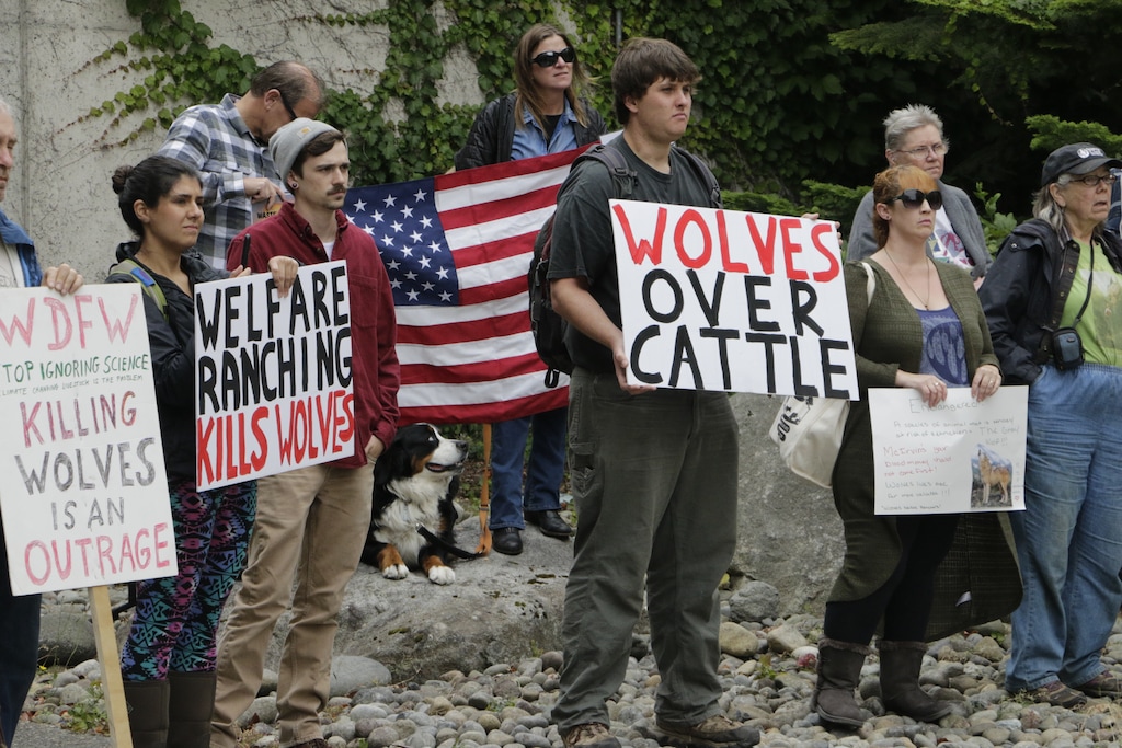 FILE - In this Sept. 1, 2016 file photo, opponents of Washington state's decision to eradicate a wolf pack in order to protect cattle protest outside of the Washington Department of Fish and Wildlife, in Olympia, Wash. (AP Photo/Rachel La Corte, File)