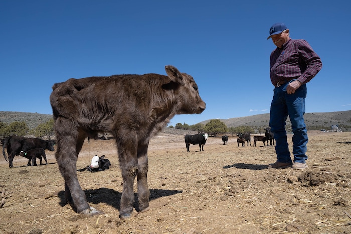 (Francisco Kjolseth | The Salt Lake Tribune) Randy Revoir, a Nephi rancher, checks in on his cattle in Juab County, including the new additions only a couple days old on Thursday, April 8, 2021. Revoir has banded together with other livestock producers to form the Central Utah Livestock Association, a group that offers a $20,000 reward for tips leading to the arrest of anyone who kills a member's animal. Livestock shootings soared in 2020 during the pandemic, but the reasons for the increase are unclear.