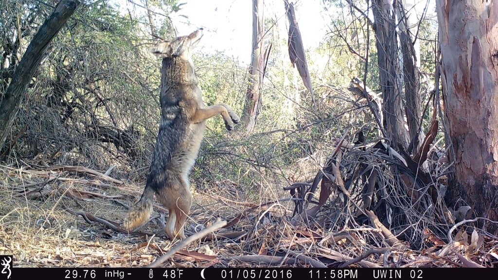 (Courtesy of National Park Service) A coyote photographed by a motion-activated camera along the Los Angeles River.