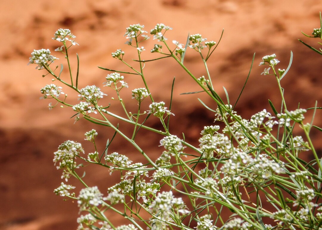 Erin Alberty  |  The Salt Lake TribuneDesert alyssum bloom April 1, 2017 near Babylon Arch in the Red Cliffs Desert Reserve near Leeds.