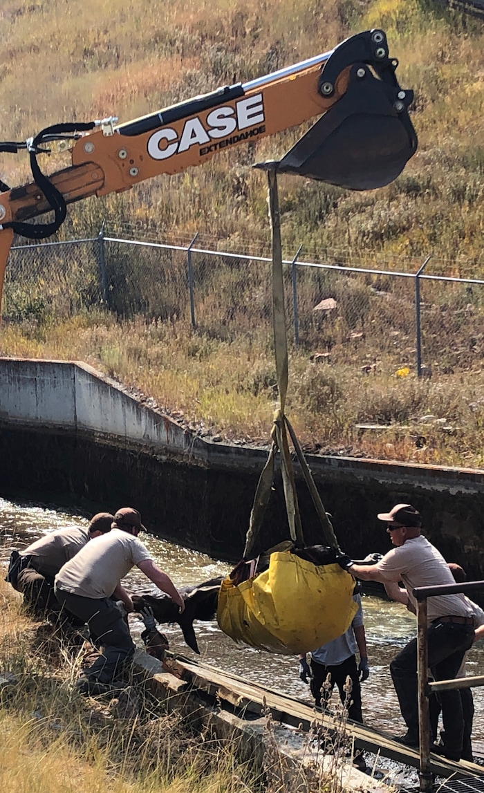 (Rick Egan  |  The Salt Lake Tribune)   Workers from Utah Division of Wildlife Resources and Mountain Dell Golf Course, rescue a moose that got stranded in the Lambs Creek diversion pond near Mountain Dell golf course, on Sunday, September 20, 2020. 
Sunday, Sept. 20, 2020.
