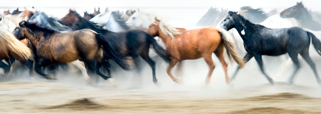 (Steve Griffin  | Tribune file photo)   Wild horses are cared for in the BLM's new off-range contract wild horse corral, located on a 32-acre private ranch in Axtell, Utah Monday, September 14, 2015.  Over 500 wild horses currently are housed at the facility, including the 170 wild horses associated with the Wheeler Pass Herd Management Area Emergency Gather near the Cold Creek area of Southern Nevada.