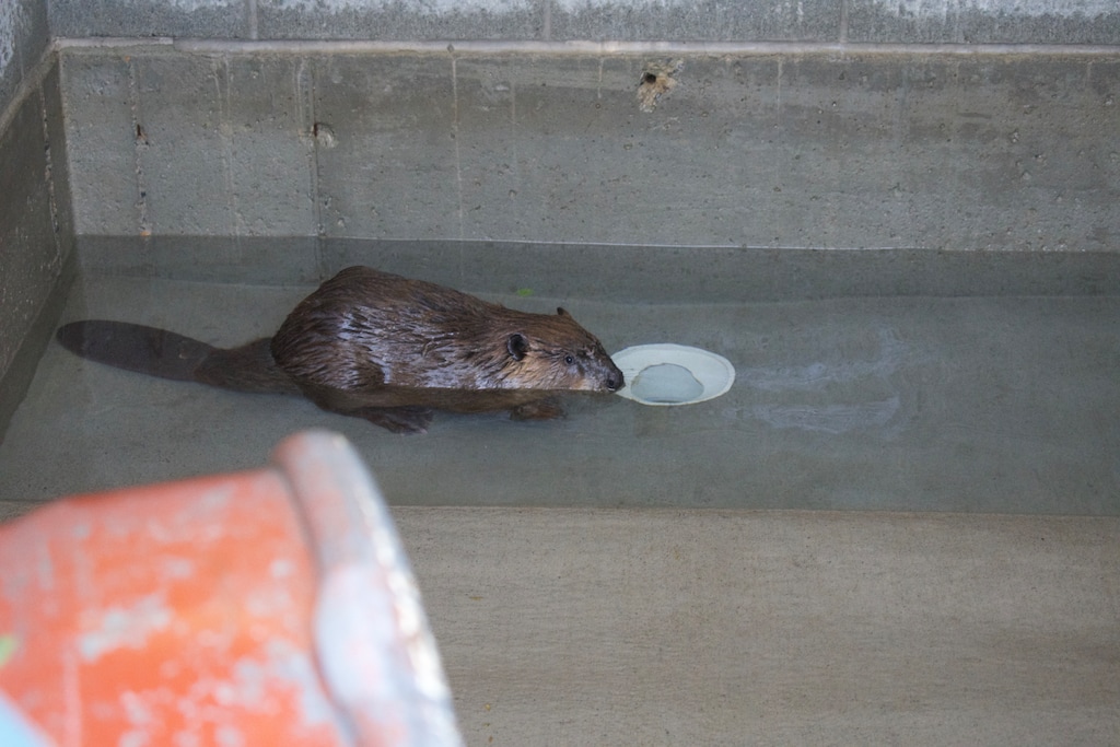 (Clarissa Casper | The Salt Lake Tribune) Hoppy, a recently captured beaver, rests in the beaver bunkhouse in Millville on Tuesday, July 1, 2025, as part of the Beaver Ecology and Relocation Collaborative’s care and relocation program.