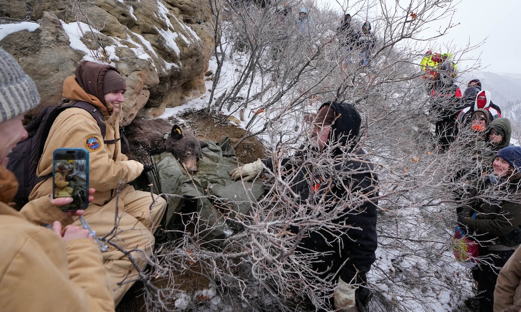 (Francisco Kjolseth | The Salt Lake Tribune) Biologists and students get a chance to visit a bear den during a wellness check in the Book Cliff of Utah on Friday, March 6, 2026.