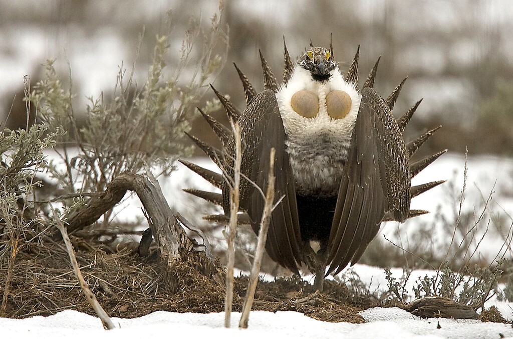 (Al Hartmann | Tribune file photo) A male sage grouse does his showy mating strut to females just off Highway 65 south of Henefer in Utah. Environmental groups are suing in federal court to challenge moves by the Trump administration to rollback limits on oil and gas development in and near sage grouse habitat.