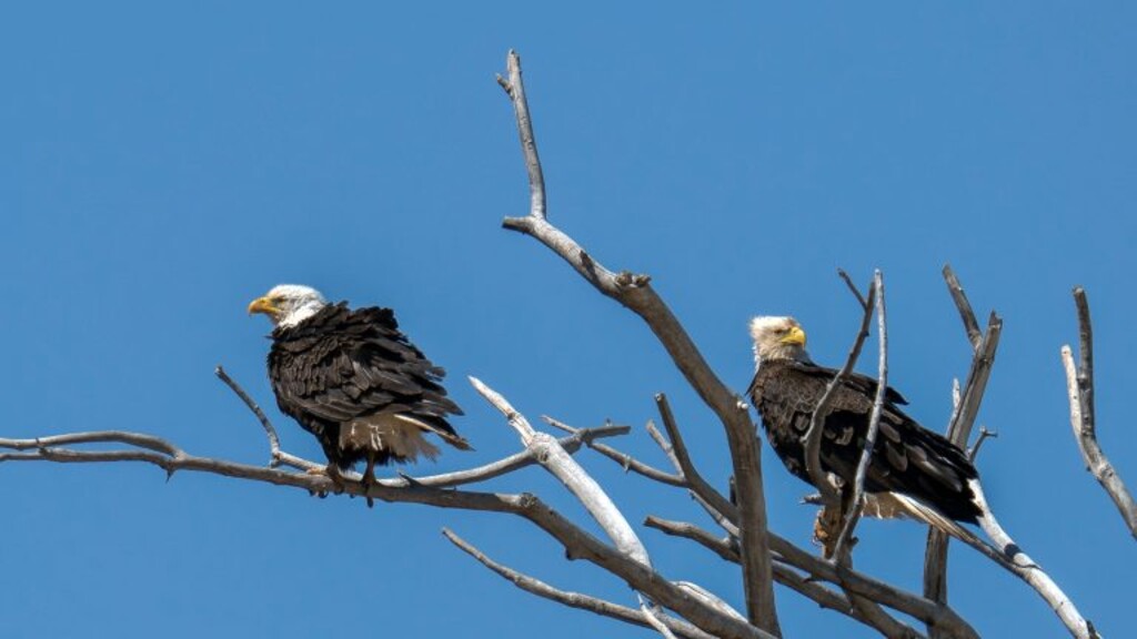 (Alysha Lundgren | Cedar City News) A pair of eagles perch in a tree in Cedar City, Utah, May 20, 2024.