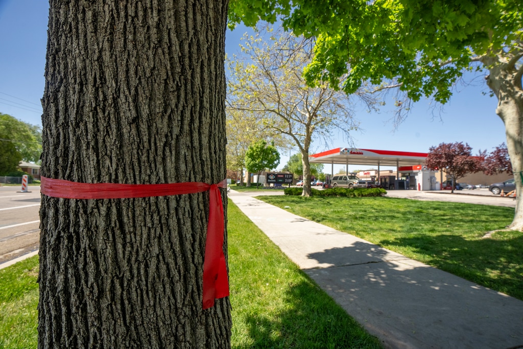 (Rick Egan | The Salt Lake Tribune) A tree is marked for removal during a road reconstruction project along 600 North near 1200 West, on Friday, May 2, 2025.

