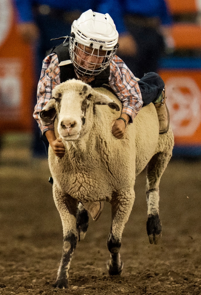 (Rick Egan | The Salt Lake Tribune)  Bronson Baldwin holds on to the sheep to win the mutton bustin' competition at the Utah Days of '47 Rodeo at the State Fairpark, on Monday, July 25, 2022.