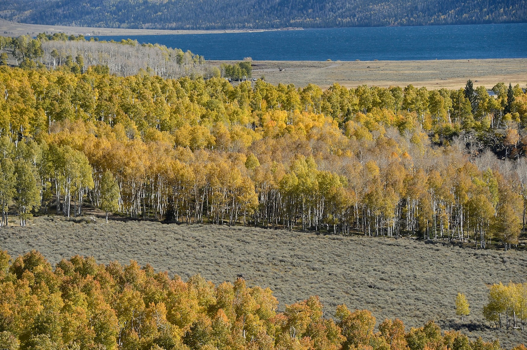 (Al Hartmann  |  The Salt Lake Tribune)     
At 106 acres, Pando is the largest known aspen clone, and the most massive living thing known on earth. Its trees are united by a single root system. Scientists say deer are voraciously eating Pando's new sprouts, preventing the clone from regenerating. It could deteriorate beyond recovery in less than 20 years, they warn.