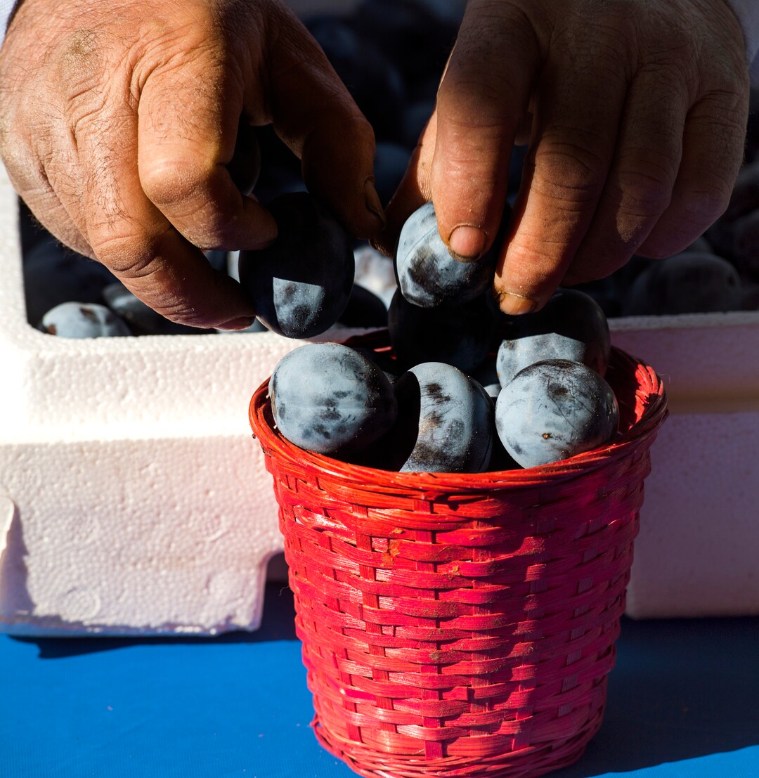 (Rick Egan  |  The Salt Lake Tribune)     Duarte Plums from Jensen Farms  Shoppers enjoy their food at the Downtown Winter Market which opened today at the Rio Grande Depot, Saturday, Nov. 10, 2018.