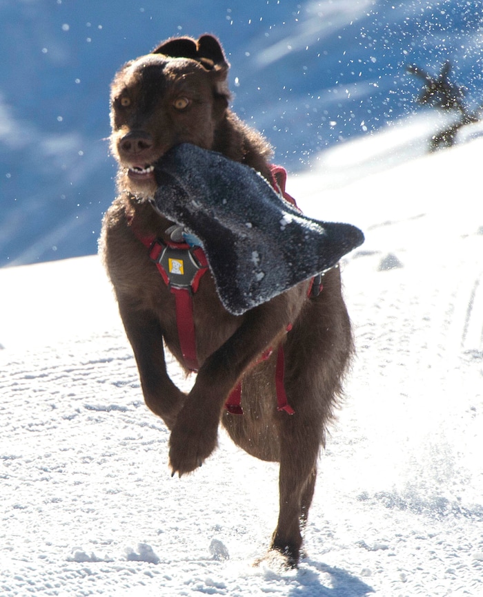 (Rick Egan  |  The Salt Lake Tribune)       Avalanche dog named Joni plays in the snow at Solitude Ski Resort, Thursday, March 5, 2020.