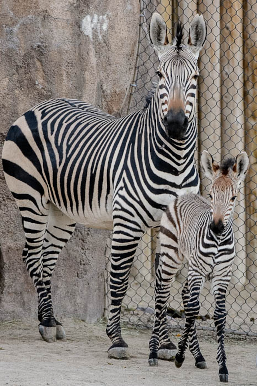 (Trent Nelson | The Salt Lake Tribune)  Clementine, left, a baby zebra born Oct. 23, with her mother, Zoe, at Utah's Hogle Zoo, Tuesday Oct. 30, 2018.