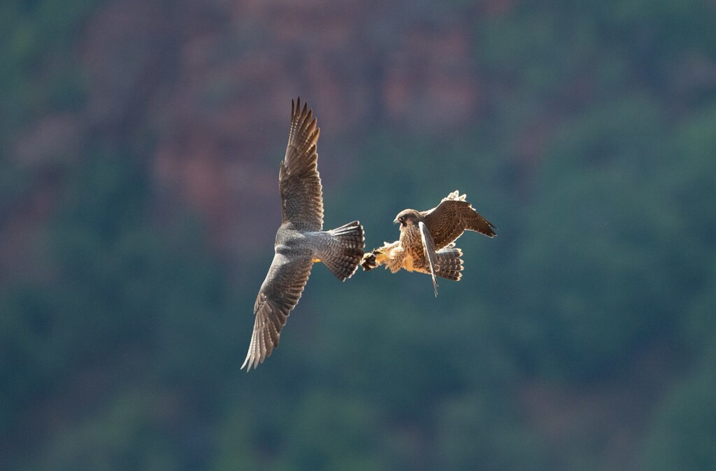 (Photo courtesy of James McGrew/National Park Service)  Two peregrine falcons fly in Zion National Park. The park closed several rock climbing routes on March 1, 2021, for the birds' nesting season.