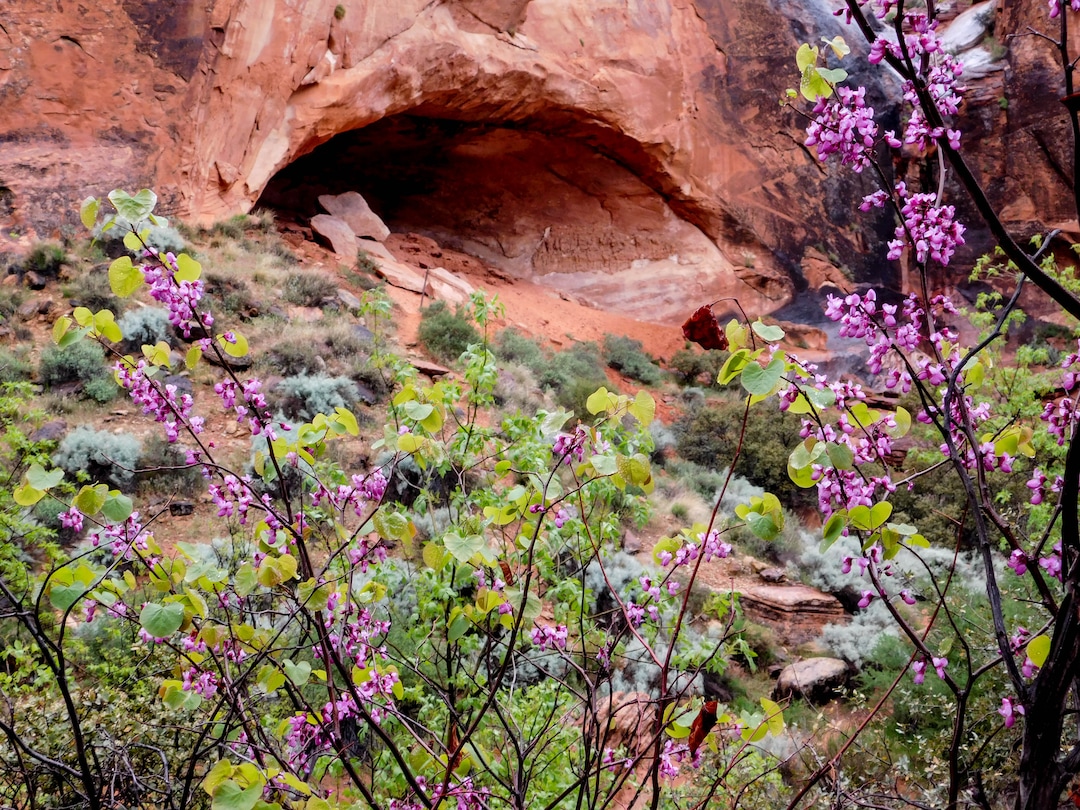 Erin Alberty  |  The Salt Lake TribuneA redbud frames an alcove April 3, 2017 along the Red Reef Trail in Red Cliffs Desert Reserve, north of Harrisburg.