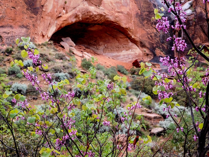 Erin Alberty  |  The Salt Lake Tribune

A redbud frames an alcove April 3, 2017 along the Red Reef Trail in Red Cliffs Desert Reserve, north of Harrisburg.