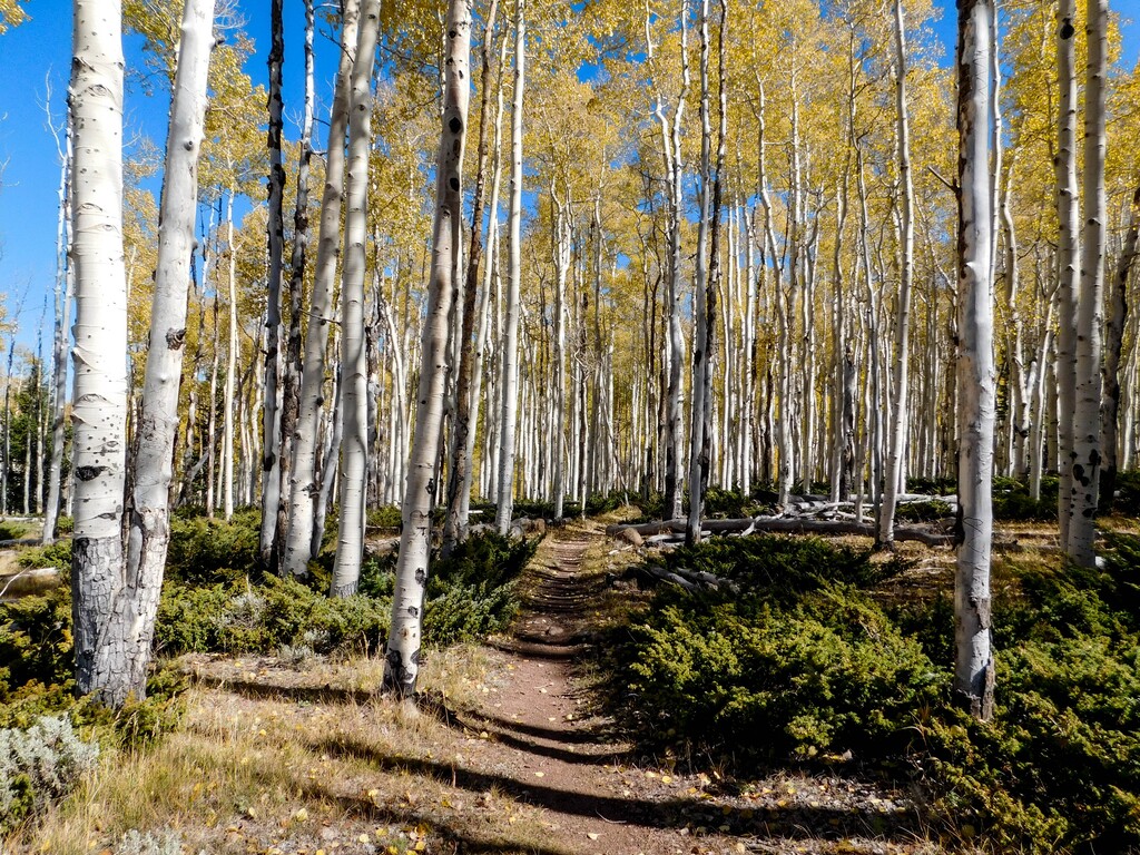 (Erin Alberty | The Salt Lake Tribune) The Lakeshore Trail at Fish Lake leads to an overlook with a view of Pando, the largest aspen grove and most massive living thing known on Earth.