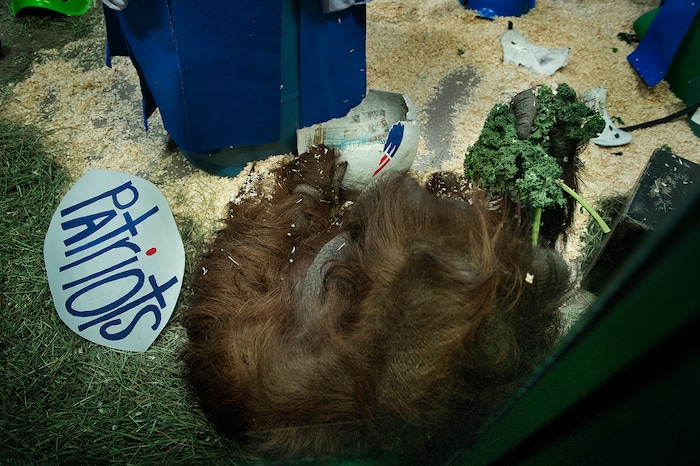 Scott Sommerdorf | The Salt Lake Tribune
Mia, an adult male Bornean Orangutan settles down in the corner of the enclosure to munch on vegetables from inside the papier-mache helmet of the Philadelphia Eagles. Earlier, Acara - another of the Hogle Zoo's Bornean Orangutans, chose the New England Patriots as the winners of Super Bowl 52 by touching the Patriot helmet over the one representing the Philadelphia Eagles at Salt Lake City's Hogle Zoo, Thursday, February, 1, 2018.