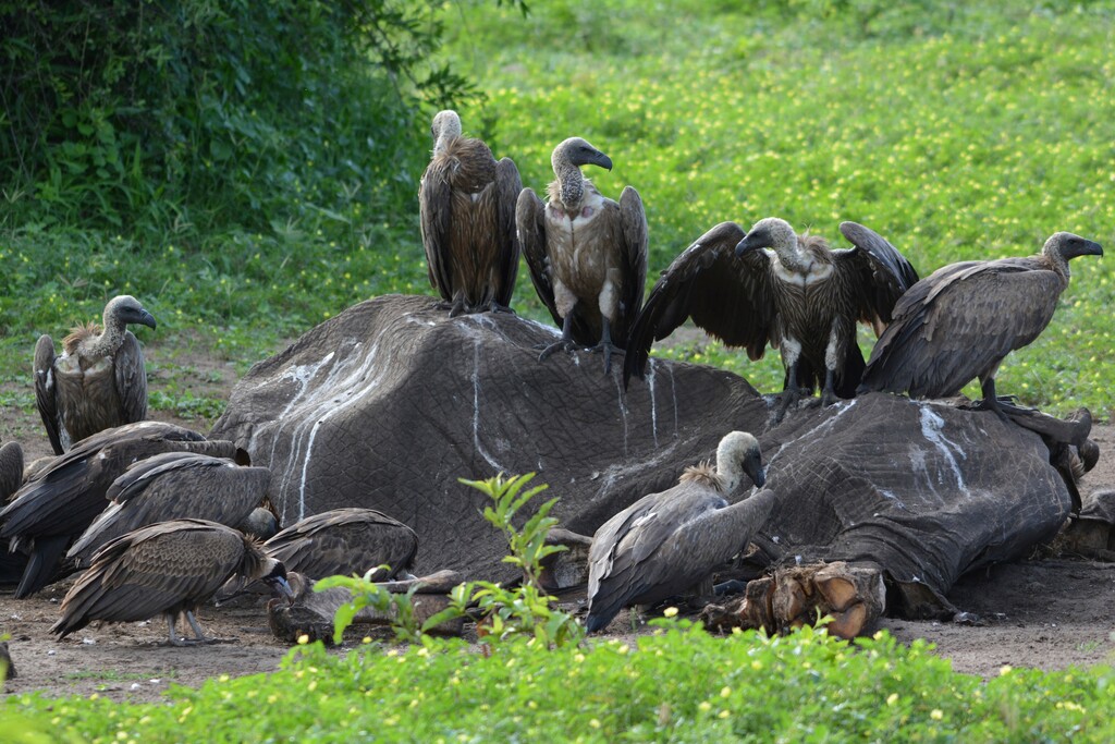 (Beckie Garbett | AP) In this photo taken on Feb, 3, 2016, and supplied by researcher Beckie Garbett on Wednesday April 4, 2018, white-backed and hooded vultures feed on a dead elephant carcass in Chobe National Park, Botswana. Poachers, poisoning and other hazards have taken a heavy toll on Africa's threatened vultures as well as the threat of toxic bullet lead that they ingest while eating the carcasses of animals shot by legal hunters.