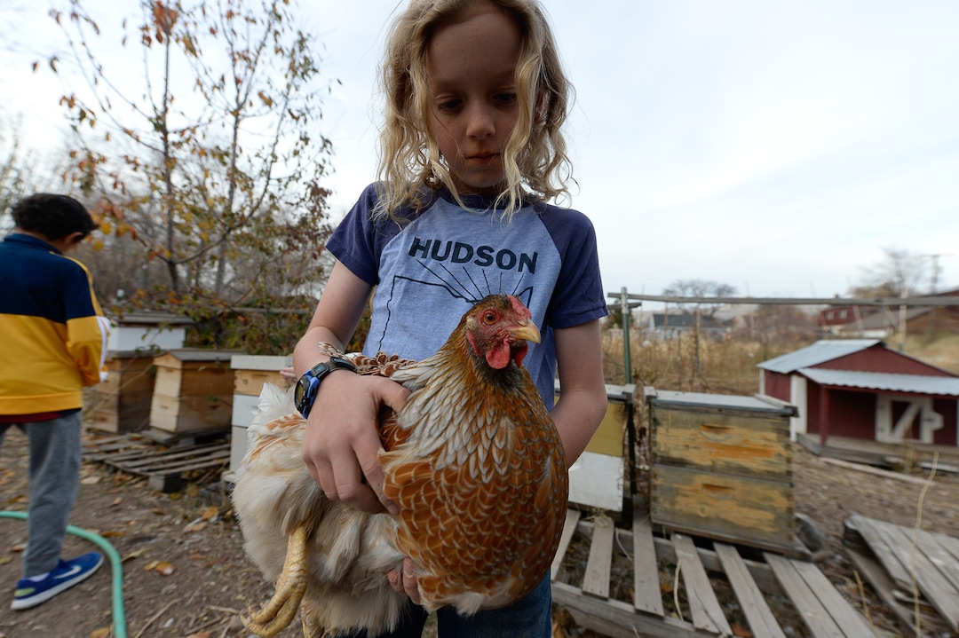 (Francisco Kjolseth  |  The Salt Lake Tribune)  Quinn Porucznik, 10, spends time with the chickens that run around the community garden next to his home at the end of Elizabeth Street in Salt Lake City. The LDS Church plans to evict the community garden on the land it owns behind its 33rd Ward meetinghouse.