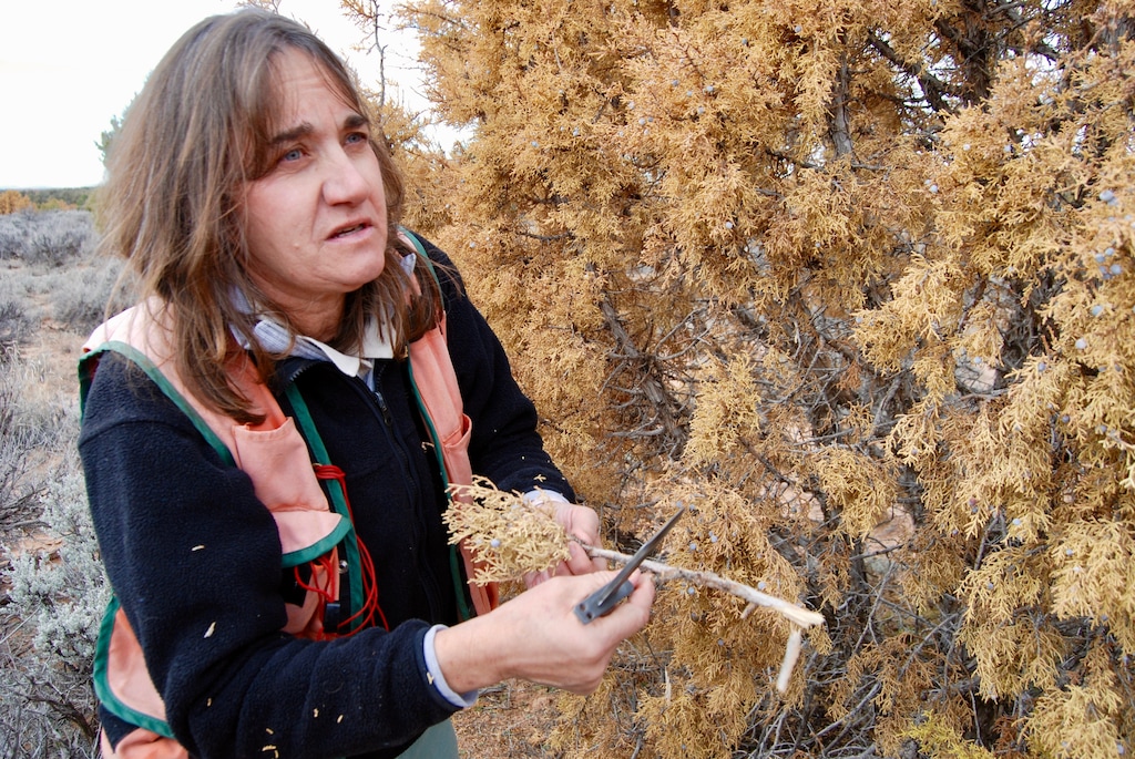 (Brian Maffly | The Salt Lake Tribune)
Botanist Kay Shumway displays beetle larvae he recovered from dying junipers in San Juan County during a tour last November. A retired science educator from Blanding, Shumway was the first to document a troubling die-off of the hardy tree species and is now helping federal scientists determine what is killing the junipers.