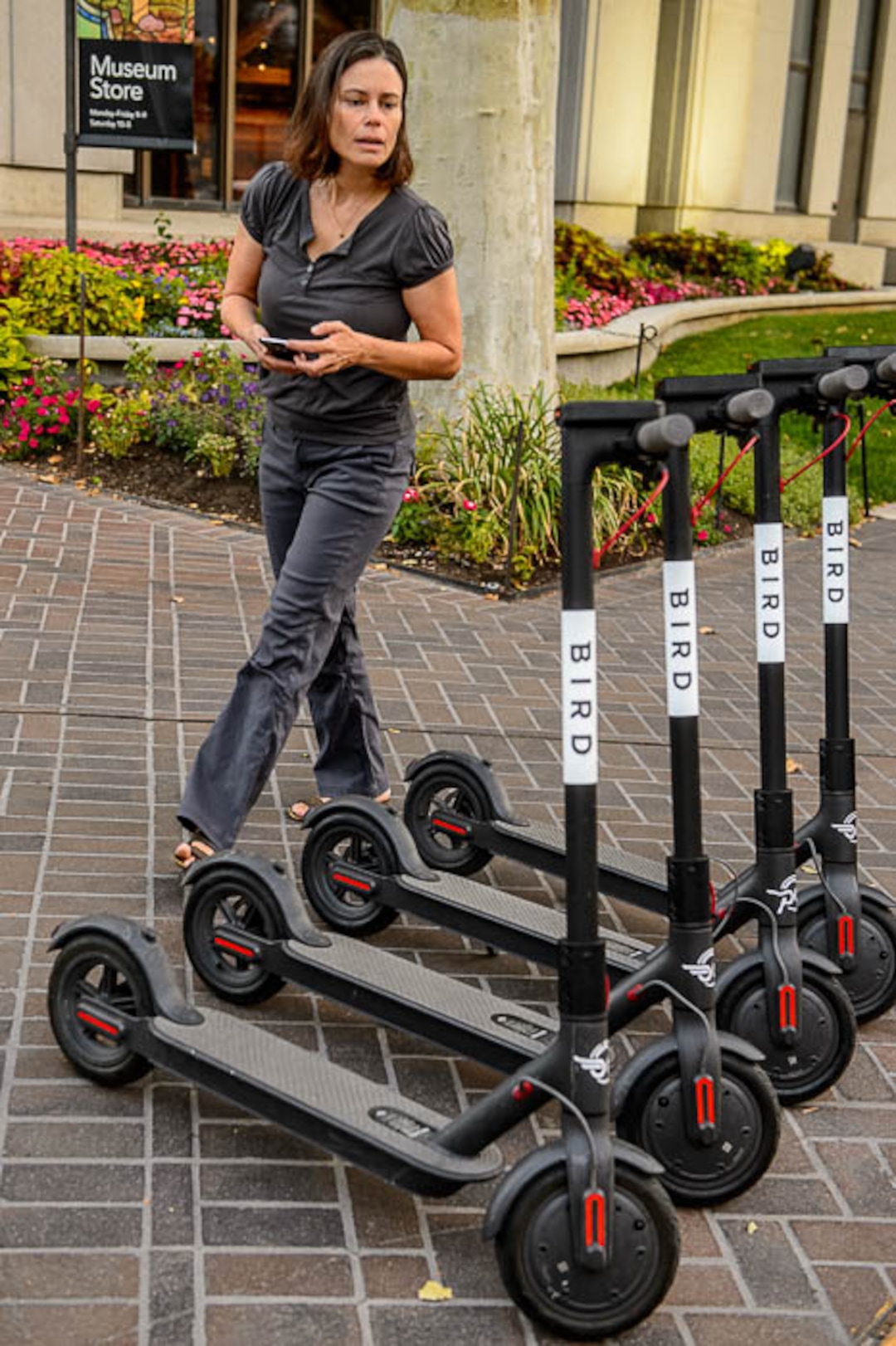 (Trent Nelson | The Salt Lake Tribune) Jenn Hein sets out scooters in Salt Lake City early Wednesday Aug. 8, 2018. Hein works as a "Bird charger" on the side to make some extra cash, picking up and charging electric scooters overnight and returning them to the city streets in the early morning.
